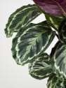 Calathea roseopicta 'Medallion'