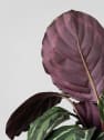 Calathea roseopicta 'Medallion'