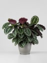 Calathea roseopicta 'Medallion'