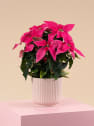 Flor de Pascua Fucsia 'Princettia Hot Pink'