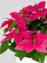 Flor de Pascua Fucsia 'Princettia Hot Pink'