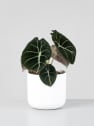 Alocasia 'Black Velvet'