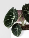 Alocasia 'Black Velvet'