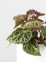 Begonia ferox 'Troll'