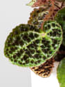 Begonia ferox 'Troll'