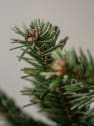 Árbol de Navidad Natural Nordmanniana (cortado)