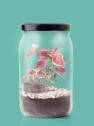 Kit de cultivo 'Terrarium'