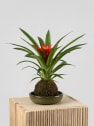 Kokedama de Guzmania