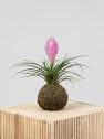 Kokedama de Tillandsia