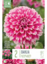 Bulbos de Dahlia 'Fuzzy Wuzzy'
