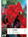 Bulbos de Canna 'Black Knight'