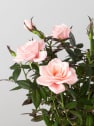 Rosal de Interior Rosaroma® rosa