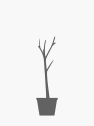 Aesculus hippocastanum (Castaño de las indias)
