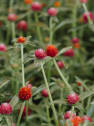 Gomphrena globosa