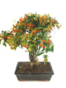 Bonsai Espino de fuego (Pyracantha)