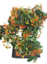 Bonsai Espino de fuego (Pyracantha)