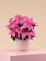 Flor de Pascua Rosa 'Princettia Pink'