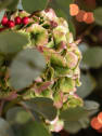 Navidad Retro-Forest - Ramo de flores natural