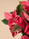Flor de Pascua Fantasía