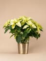 Flor de Pascua blanca