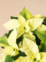 Flor de Pascua blanca