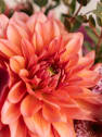 Día de la Madre Ramo Dalia al sol