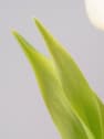 Ramillete de Tulipanes Blancos