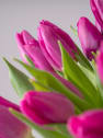 Ramillete de Tulipanes Morados