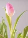 Ramillete de Tulipanes Rosas