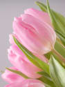 Ramillete de Tulipanes Rosas