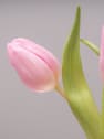 Ramillete de Tulipanes Rosas