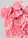 Ramillete de Claveles rosas