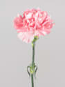 Ramillete de Claveles rosas