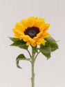 Ramo de flores 'Siesta al sol'