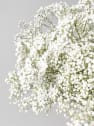 Ramillete de Paniculata blanca