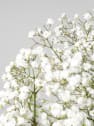Ramillete de Paniculata blanca
