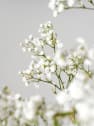 Ramillete de Paniculata blanca