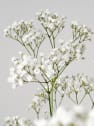 Ramillete de Paniculata blanca