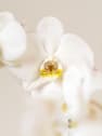 Orquídea San Valentín Blanca
