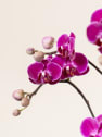 Orquídea Premium Phalaenopsis 'Bellissimo Amore'