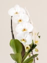 Orquídea Premium Phalaenopsis 'Formidablo' blanca