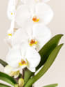 Orquídea Premium Phalaenopsis 'Formidablo' blanca