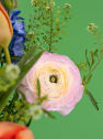 POP BLOOM - Ramo Tulip Twist