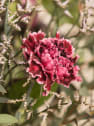 Ramo Primavera Clavel