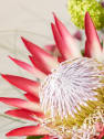 Ramo Protea Grande