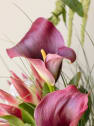 Ramo Protea Grande