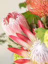 Ramo Proteas XL