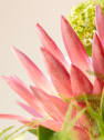 Ramo Proteas XL