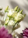 Ramo de Flores naturales Vuelve al Verde 4