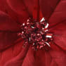 Flor de Pascua artificial roja con purpurina y pinza Ø24 cm
